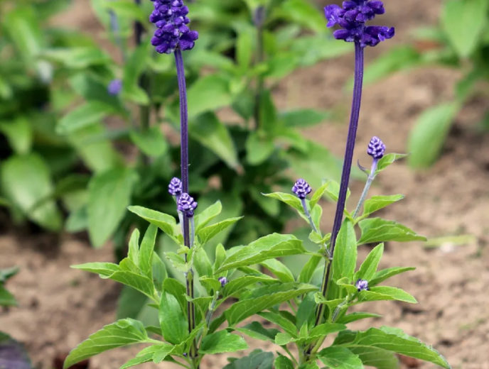 Salvia farinacea - Salvia azul, Salvia blanca